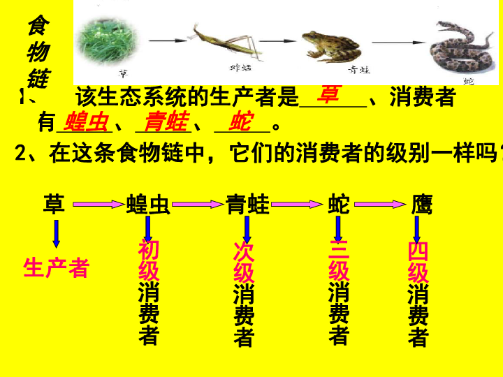 济南版八下生物  6.2.2食物链和食物网 课件（21张PPT）