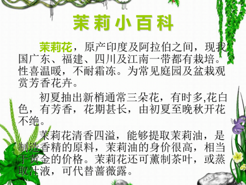 茉莉花（江苏民歌） 课件  (4)