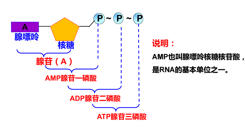 20212022学年高一上学期生物人教版必修一52细胞的能量货币atp课件共