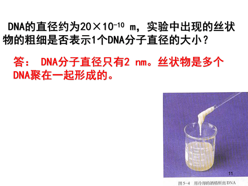 人教版选修1专题5课题1DNA的粗提取和鉴定（共30张PPT）