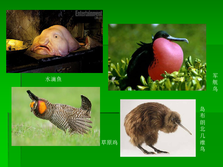 苏教版八上生物 15.1 生物多样性 课件（共37张PPT）