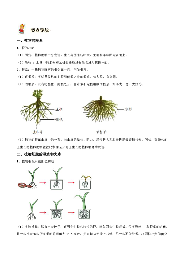 4.3 植物的根与物质吸收 导学案（含答案）