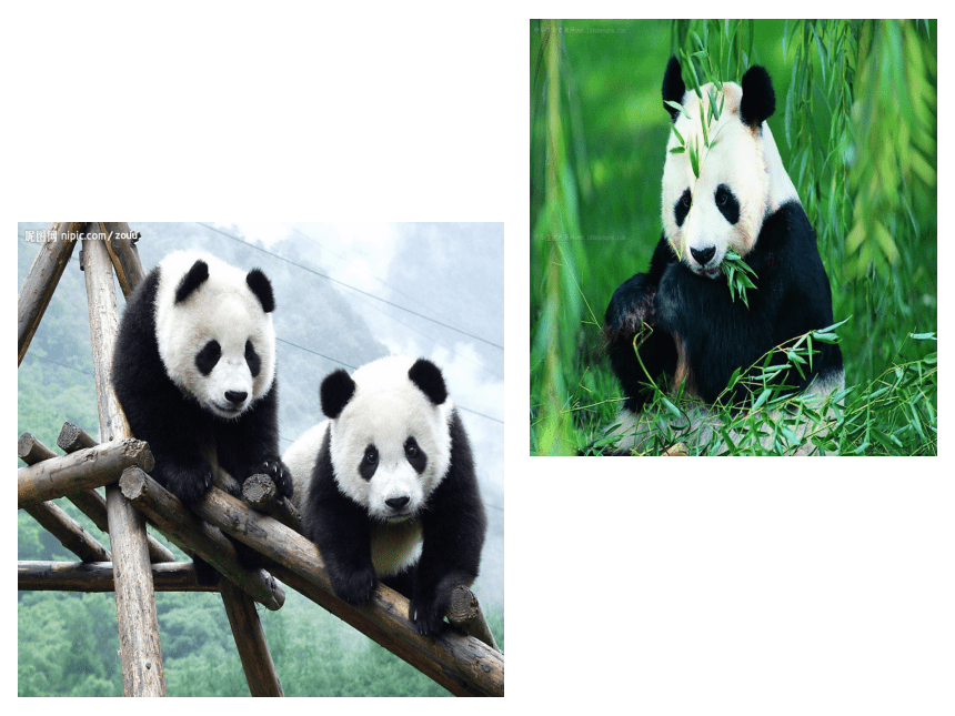 国宝大熊猫课件