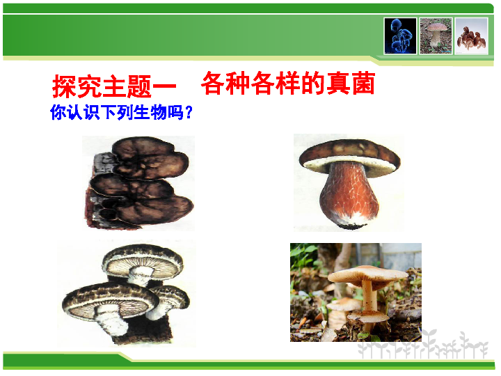 人教版八年级生物上册课件：第五单元第四章第三节  真菌（共22张PPT）