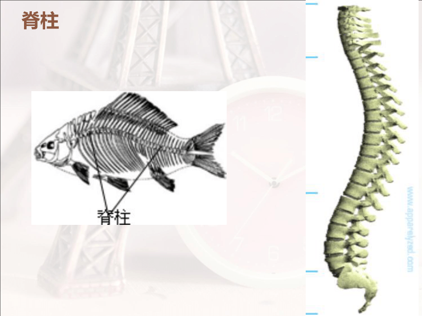 第一节_腔肠动物和扁形动物课件（共38张PPT）