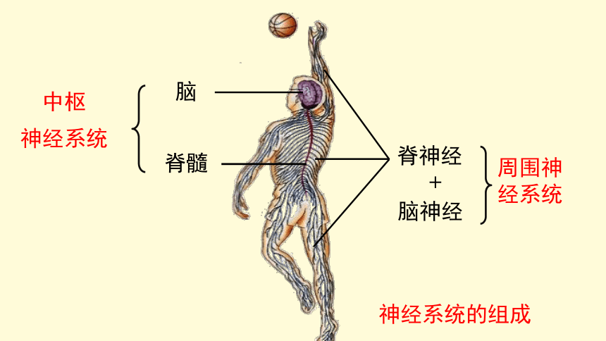 神经系统的组成 构图图片