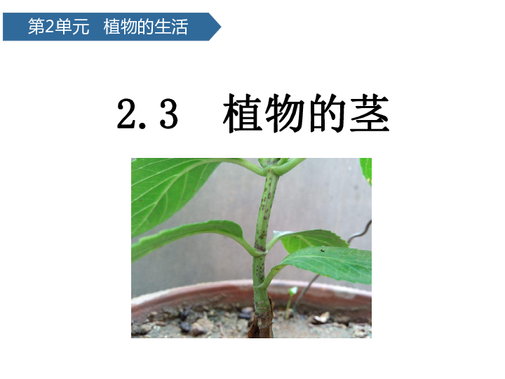 第7课 植物的茎 课件 (共15张PPT)