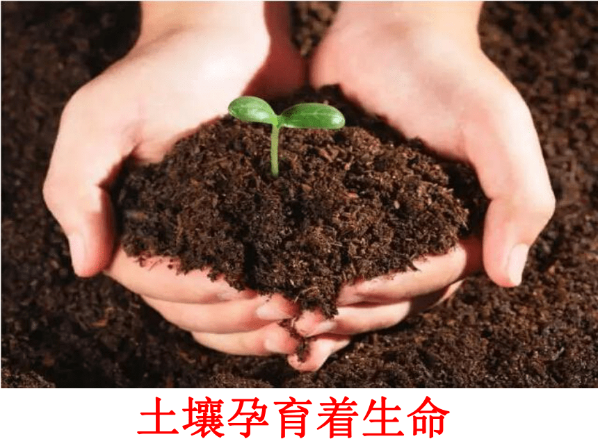科学四年级下青岛版3.10保护土壤课件 （43张）