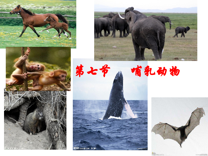 人教版八年级上册生物  5.1.7 哺乳动物 课件 (26张PPT)