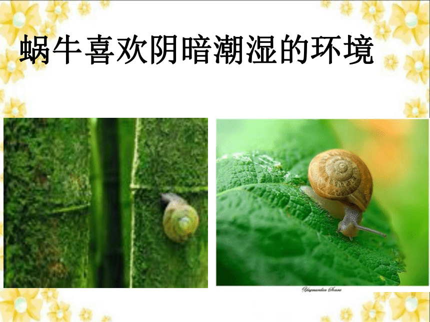 三年级科学上册《蜗牛（一）》课件