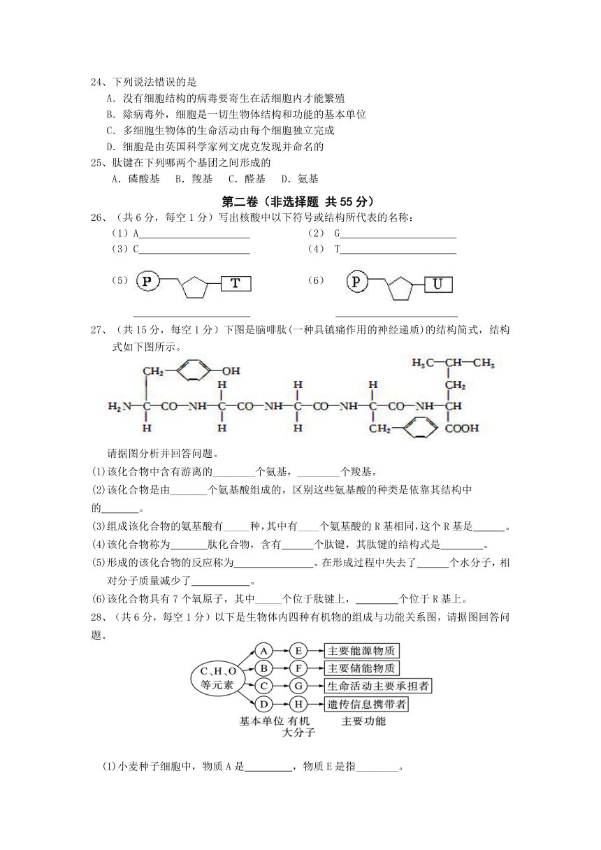 广东省茂名高州中学2012-2013学年度高一上学期期中考试生物试题