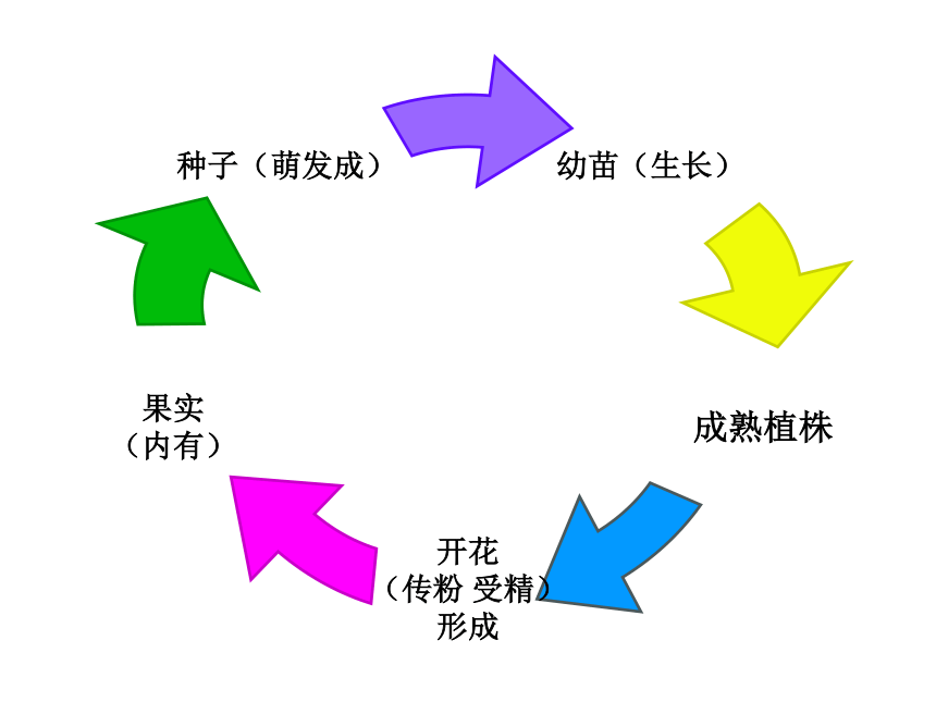 北師大版七年級生物上冊61種子萌發形成幼苗課件16張ppt