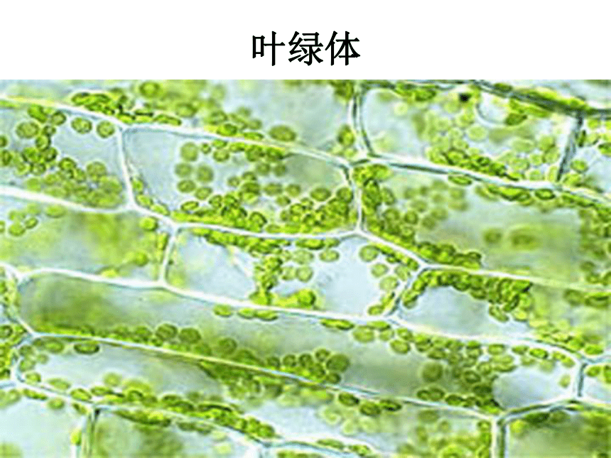 科学四年级上青岛版3.11植物的叶课件（31张）