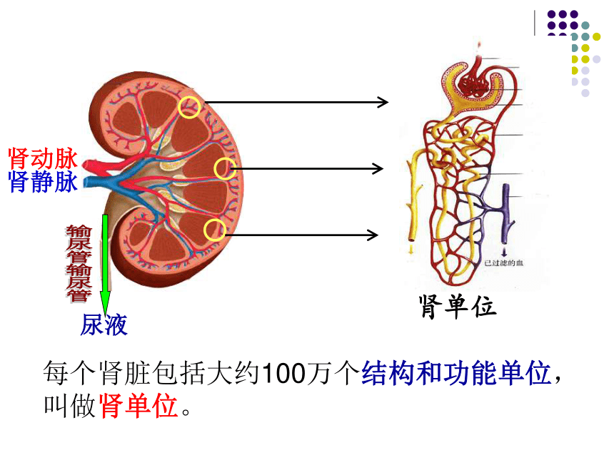 肾单位解剖图解图片