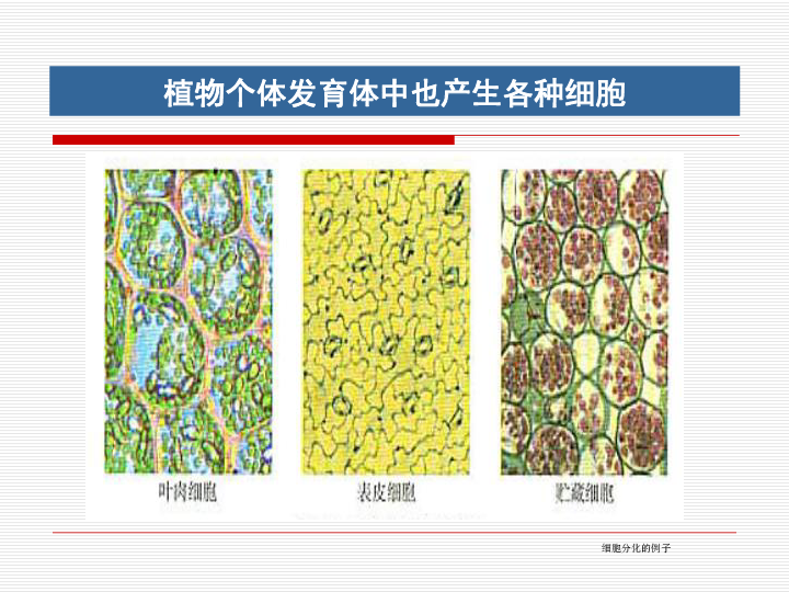 高中生物人教版必修一 6.2 细胞的分化 (28张PPT)