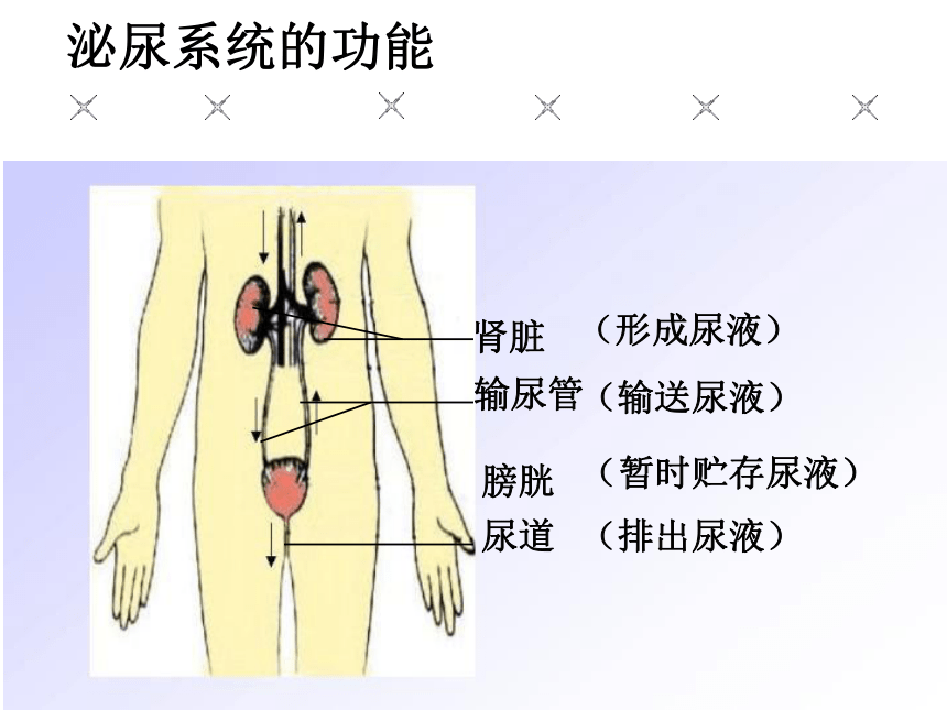 11.2 尿的形成与排出 课件