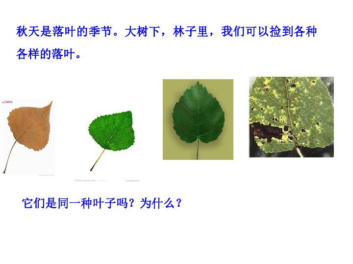 《植物的叶》课件 (共17张PPT)