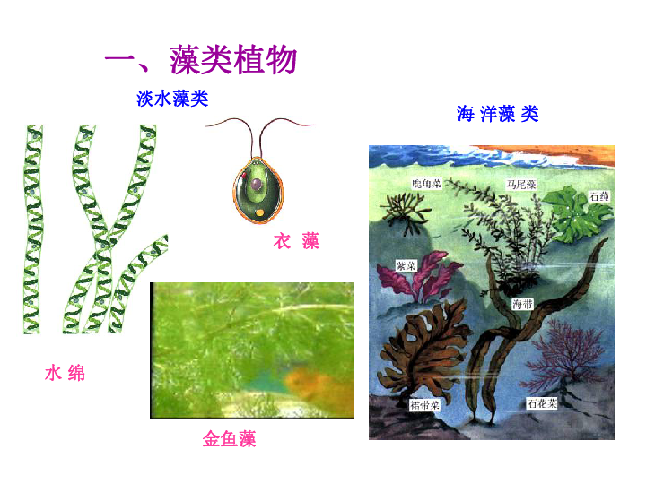 藻类植物 示意图图片