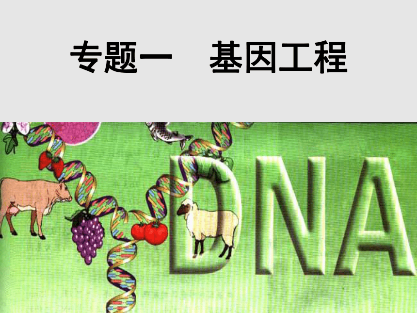 人教版高中生物选修3专题1第1节DNA重组技术的基本工具(共44张PPT)