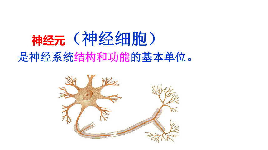 2020-2021学年济南版七年级下册生物第五章第二节  神经调节的结构基础课件（32张PPT）