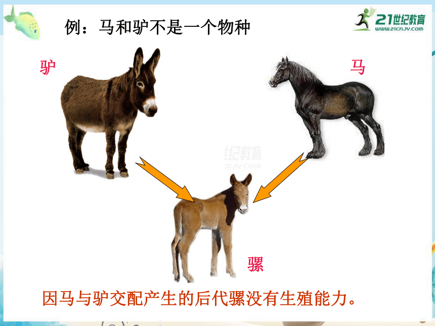 7.2.2 物种的形成、共同进化和生物多样性（共23张PPT）