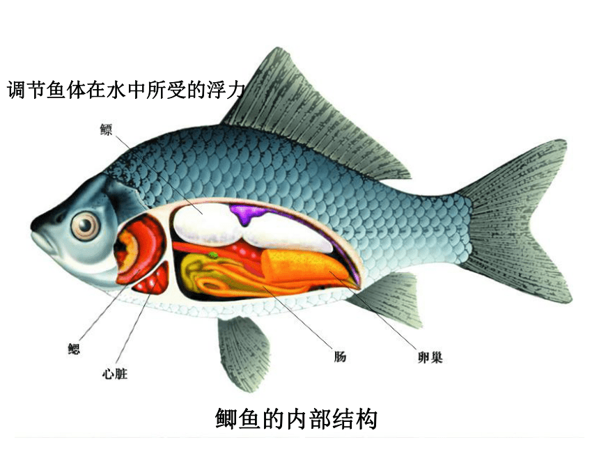 鲤鱼的心脏示意图图片