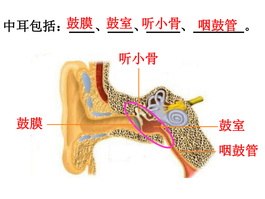第3节 耳和听觉(第1课时)