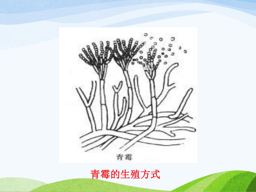 上海版八年级下册生命科学第四章第三节微生物《微生物》课件   32ppt
