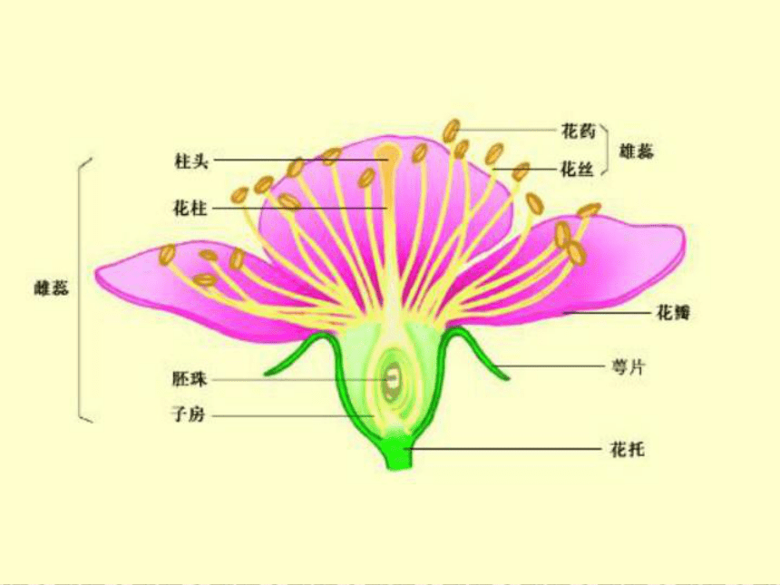 丁香花结构图片