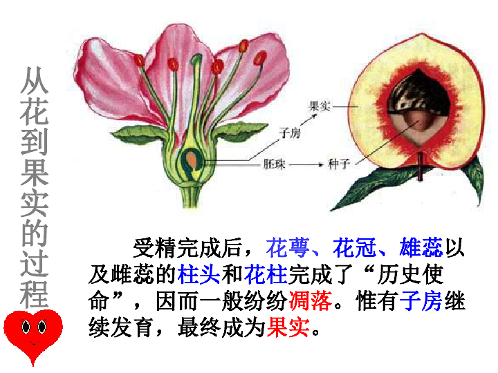 花形成果实的过程图片