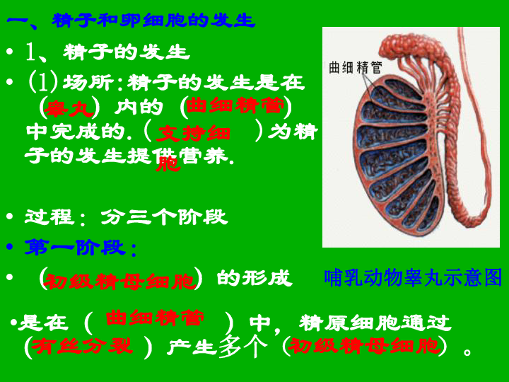 《現代生物科技專題》(選修3) 第三章胚胎工程 第一節 動物的胚胎髮育