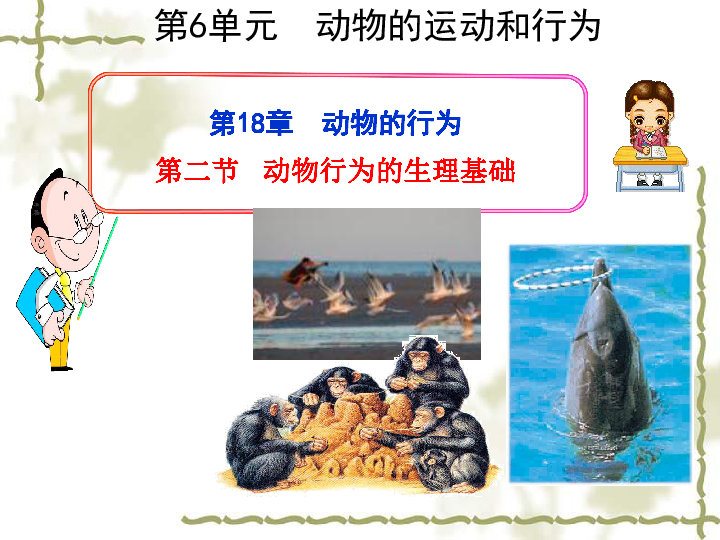 苏教版八上生物 18.2 动物行为的生理基础 课件（29张PPT）
