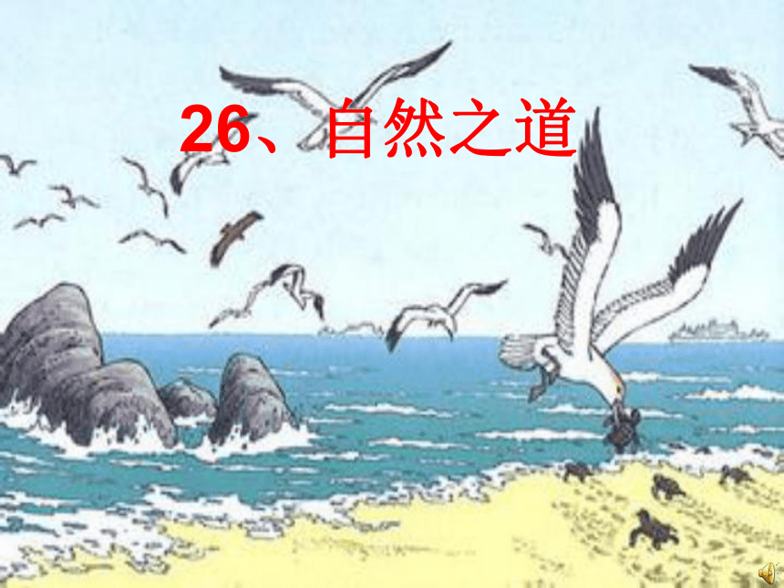 语文五年级上西师大版7.26《自然之道》课件3