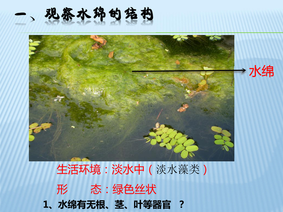 藻类植物课件(共24张PPT)