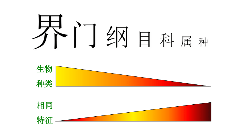 八年级上册生物课件：6. 1.2从种到界(32张ppt）