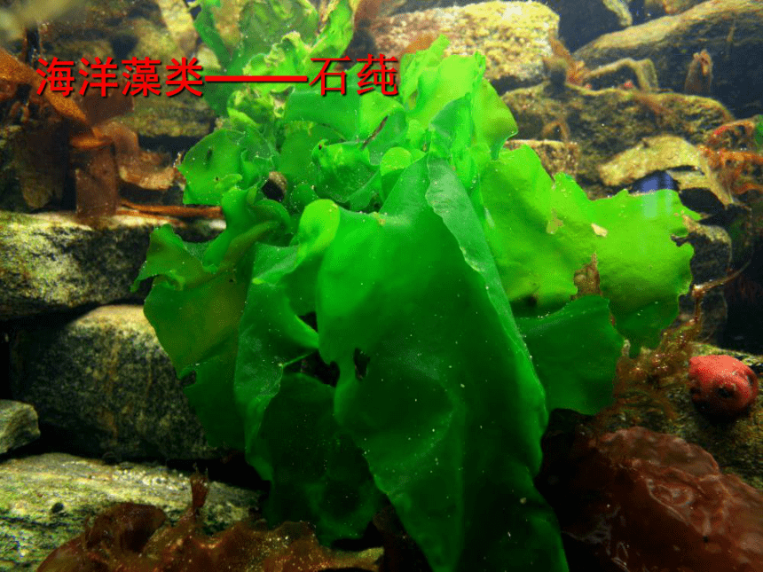 第一节藻类苔藓和蕨类植物课件（54PPT）
