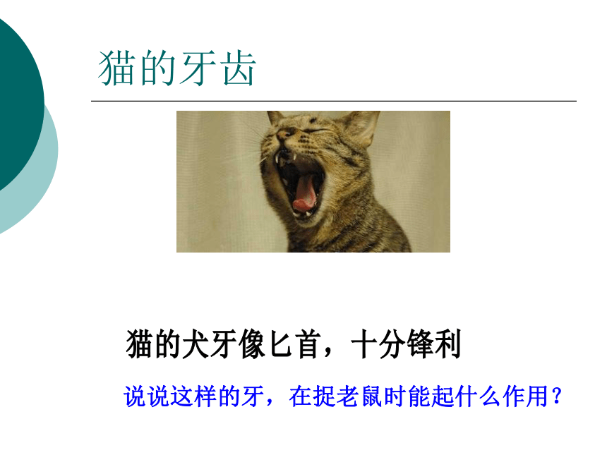 科学三年级下青岛版4.3猫和兔课件1