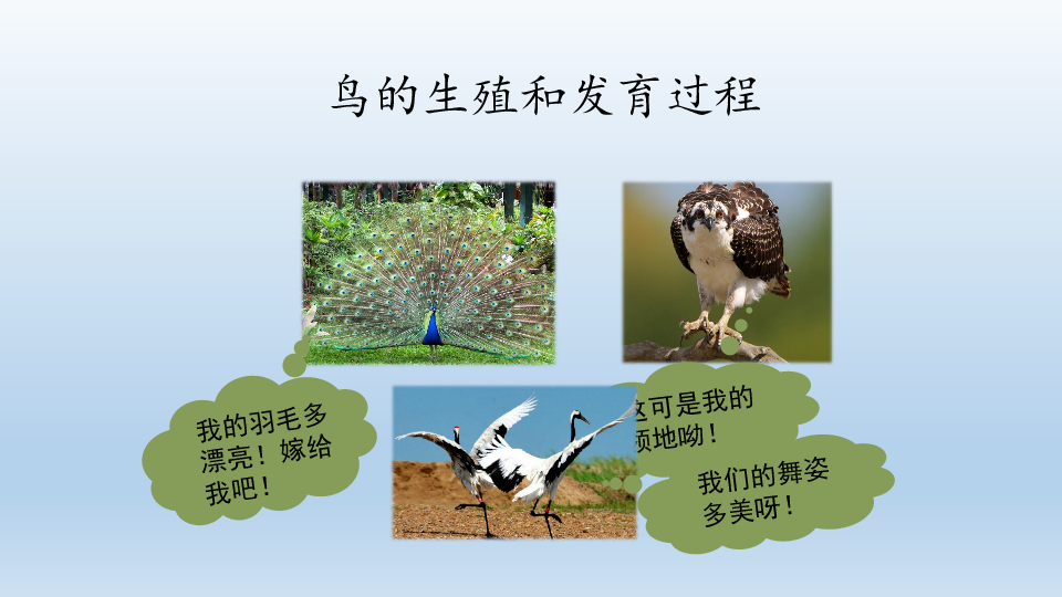 鲁科版（五四学制）生物八年级下册：8.1.3 鸟的生殖和发育  课件（共22张PPT）