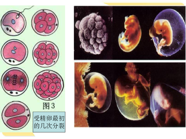 2016年高中生物必修一第六章第二节细胞的分化共16张ppt