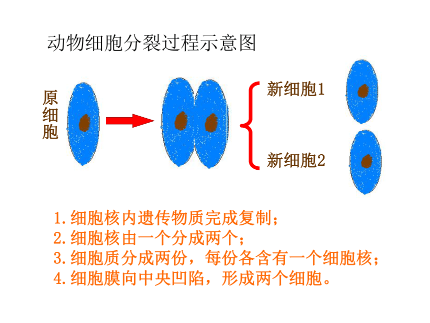 4.2细胞（细胞的分裂、生长）