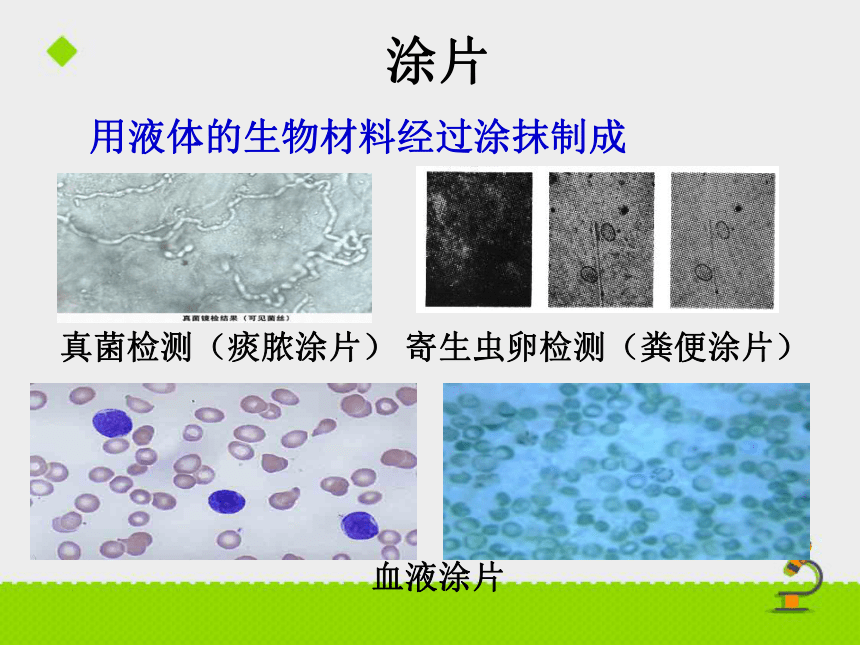 第二章-第二节植物细胞 课件（共27张PPT）