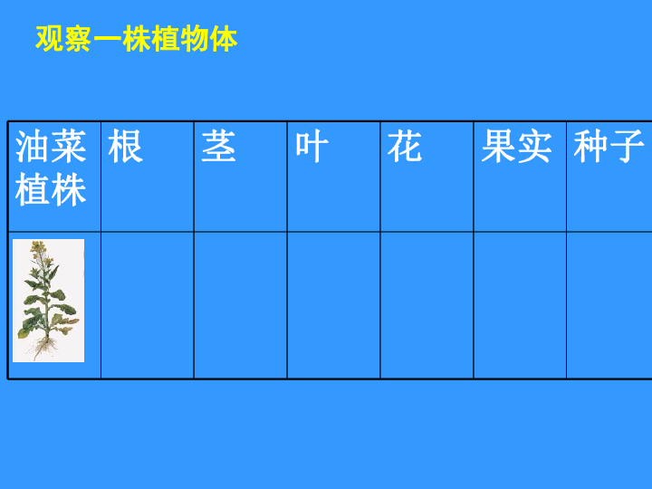 苏科版七下生物 9.1 植物体的组成 课件（26张PPT）