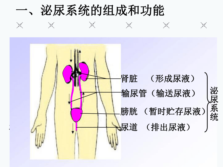 2017云南中考试题研究 生物 名师ppt 人体内废物的排出