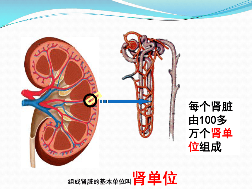 第五章 人体内废物的排出 课件（共38张PPT）