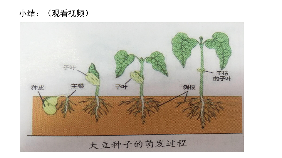 种子萌发的过程ppt图片