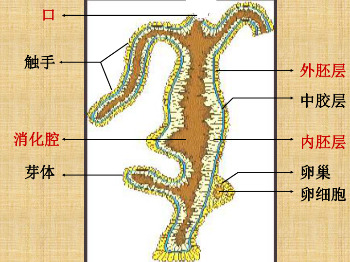 人教版八上第一节 腔肠动物和扁形动物 课件（20张ppt)