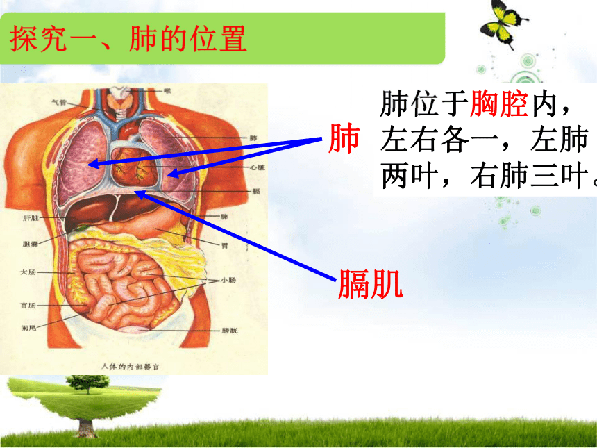 肺底位置图片