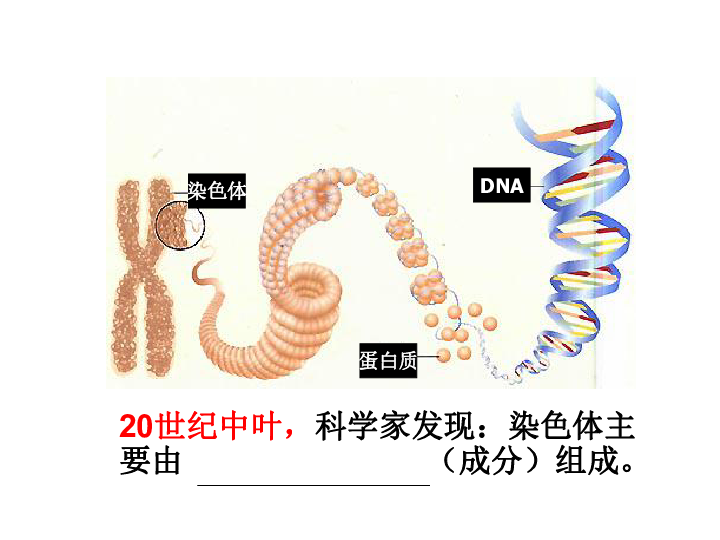 人教版高中生物必修二 3．1 DNA是主要的遗传物质 （共38张PPT）