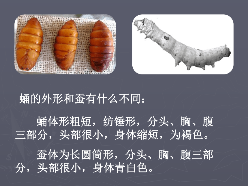 3蚕变了新模样课件