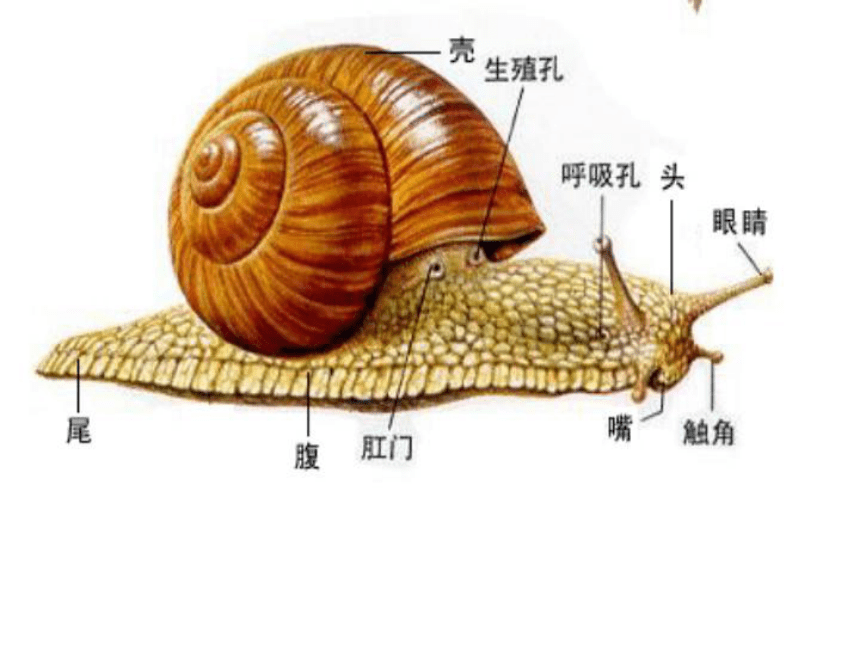 蜗牛的特点外形图片